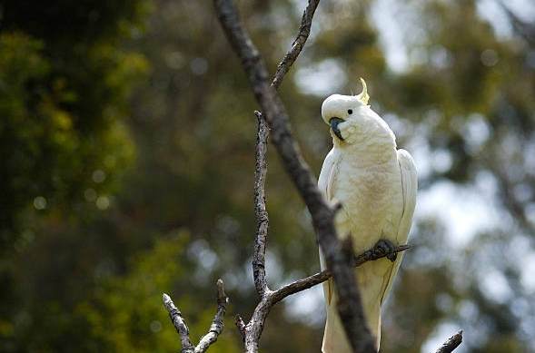 寵物鳥健康 寵物鳥健康
