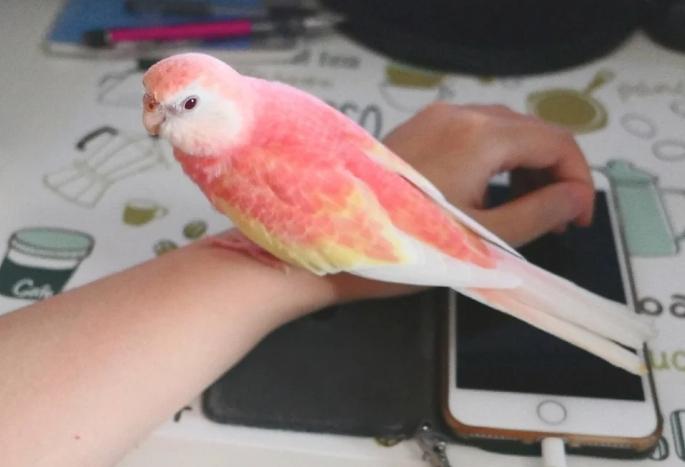 鸚鵡會說話 鸚鵡會說話