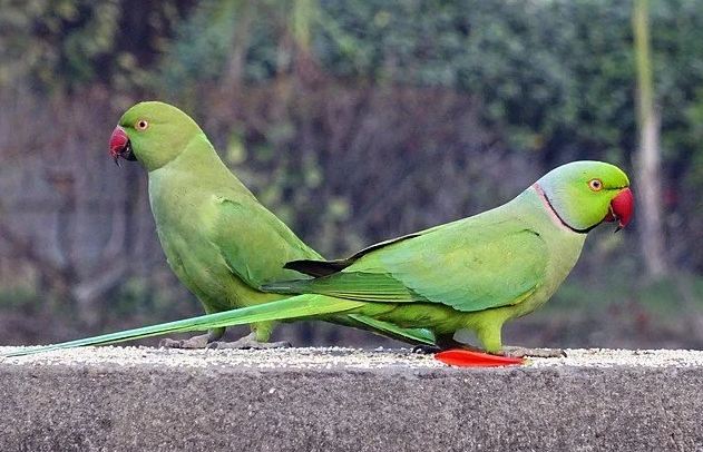 月輪鸚鵡訓練技巧