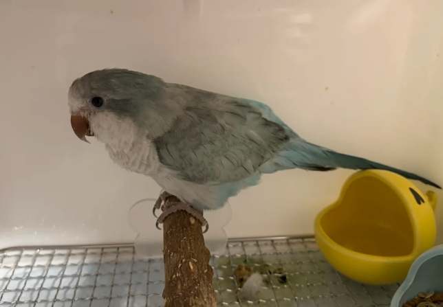 和尚鸚鵡價格台灣 和尚鸚鵡價格台灣