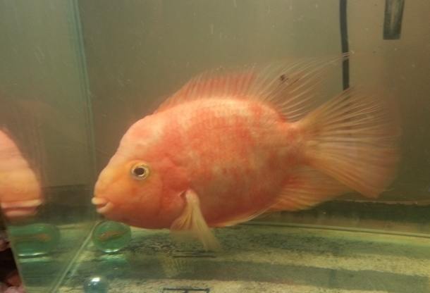 血鸚鵡飼養技巧 血鸚鵡飼養技巧