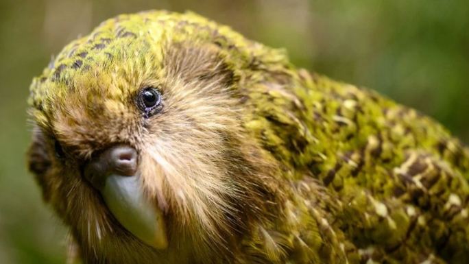 鴞鸚鵡寿命因素 鴞鸚鵡寿命因素