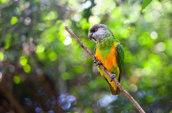 塞內加爾鸚鵡食物 塞內加爾鸚鵡食物