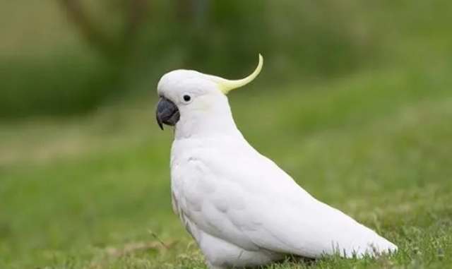 寵物鳥健康 寵物鳥健康