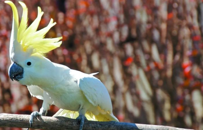 葵花鳳頭鸚鵡價格 葵花鳳頭鸚鵡價格