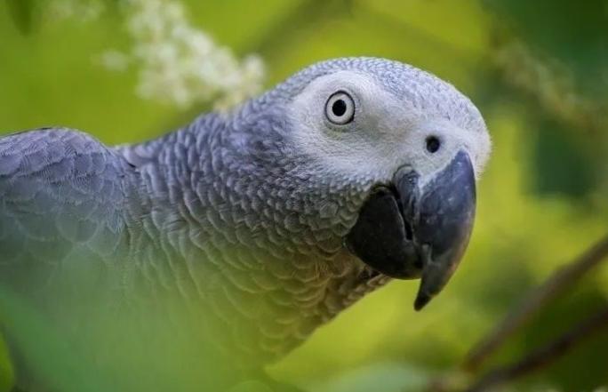 灰鸚鵡智能訓練 灰鸚鵡智能訓練