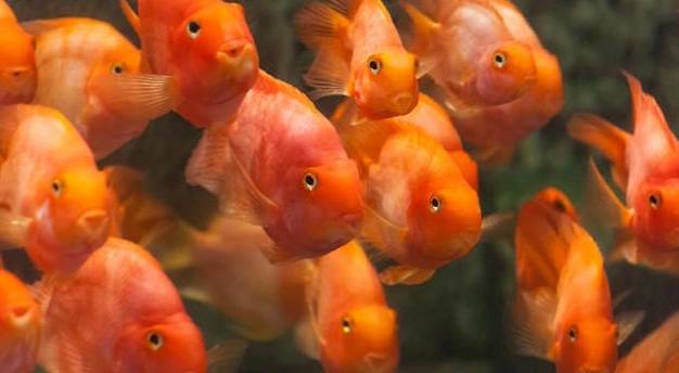 血鸚鵡飼養技巧 血鸚鵡飼養技巧