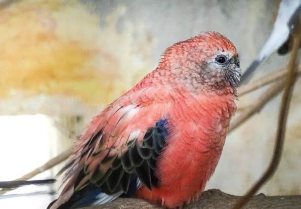 秋草鸚鵡負面特質 秋草鸚鵡負面特質