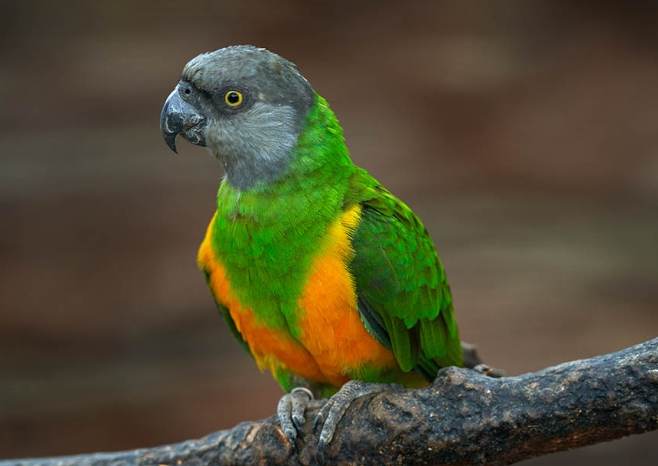 塞內加爾鸚鵡食物 塞內加爾鸚鵡食物