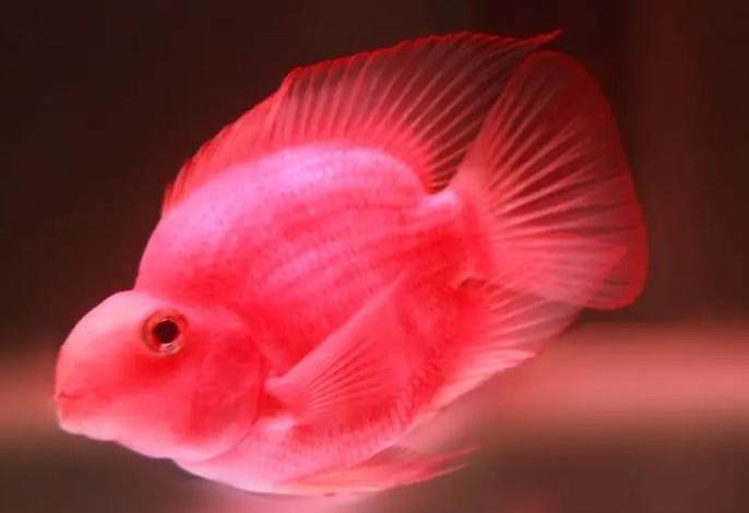 血鸚鵡飼養技巧 血鸚鵡飼養技巧