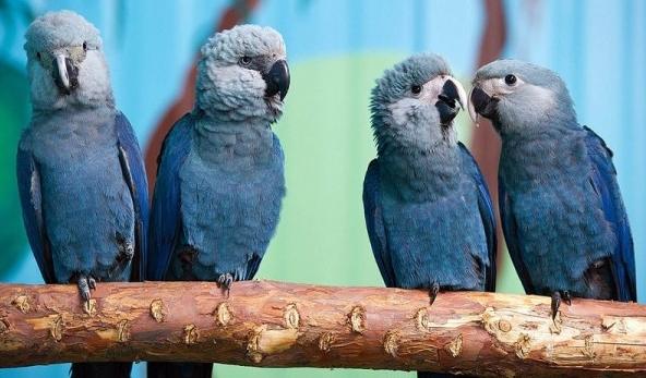 斯皮克斯金剛鸚鵡 斯皮克斯金剛鸚鵡