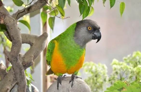 塞內加爾鸚鵡行為問題 塞內加爾鸚鵡行為問題