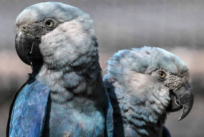 保育行動 保育行動