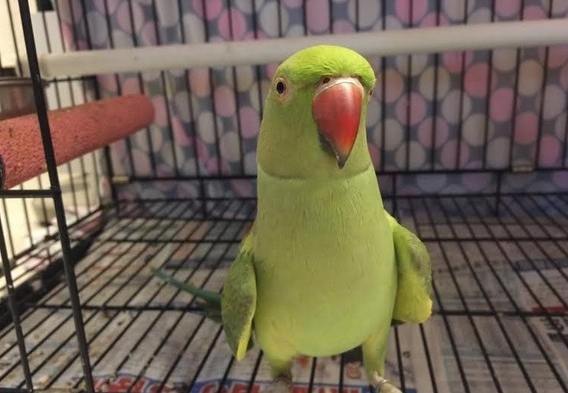 月輪鸚鵡飼養困難 月輪鸚鵡飼養困難