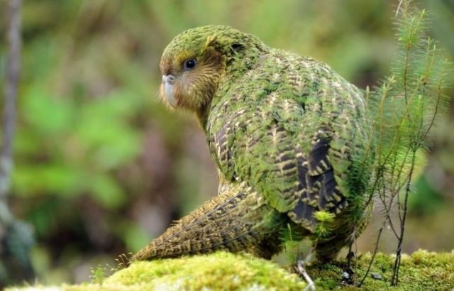 延长鴞鸚鵡寿命 延长鴞鸚鵡寿命