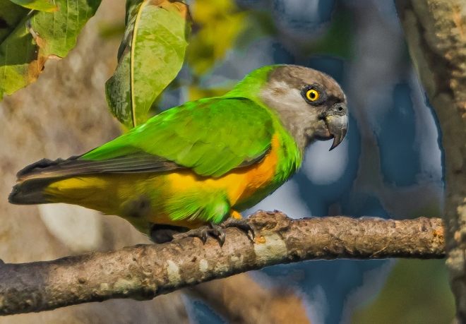 塞內加爾鸚鵡餵養 塞內加爾鸚鵡餵養