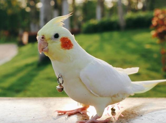 雞尾鸚鵡飼養技巧 雞尾鸚鵡飼養技巧