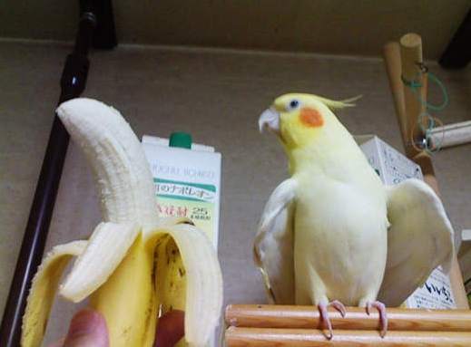 寵物鳥餵食 寵物鳥餵食
