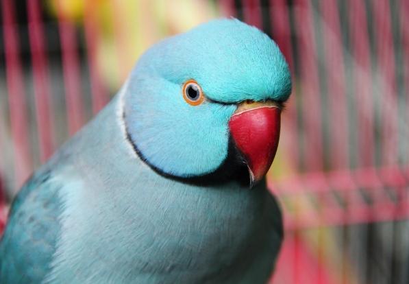 藍月輪鸚鵡購買指南 藍月輪鸚鵡購買指南