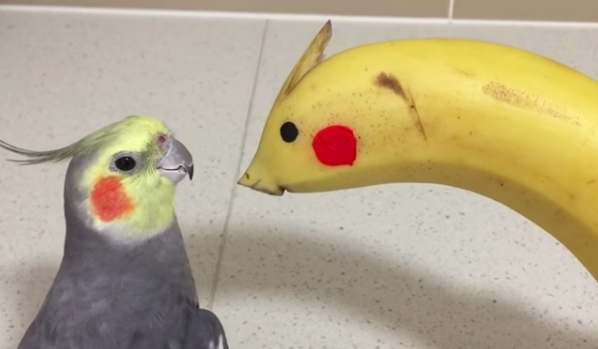 鸚鵡吃香蕉 鸚鵡吃香蕉