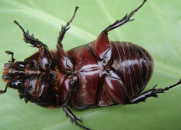 金龜平均壽命 金龜平均壽命