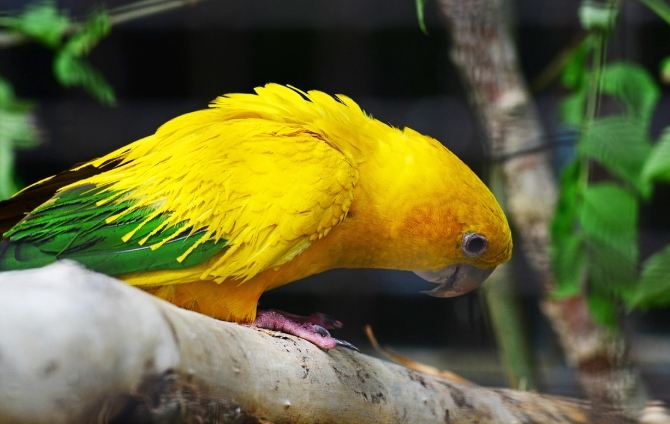 金太陽鸚鵡聰明程度 金太陽鸚鵡聰明程度