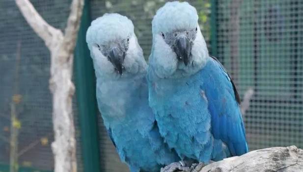 斯皮克斯金剛鸚鵡 斯皮克斯金剛鸚鵡