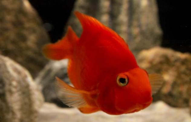 血鸚鵡選購指南 血鸚鵡選購指南