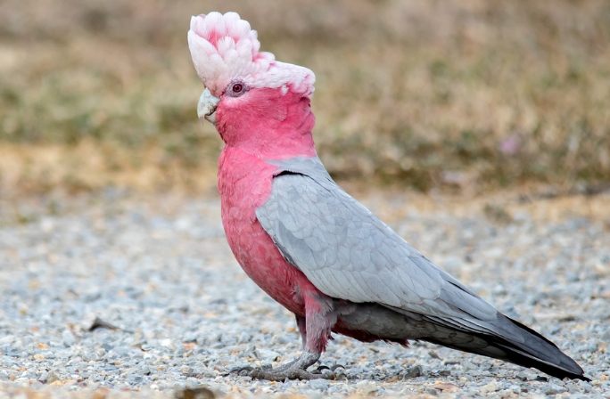 鸚鵡飼養技巧 鸚鵡飼養技巧