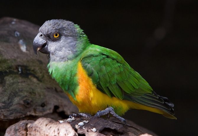 鸚鵡飲食指南 鸚鵡飲食指南