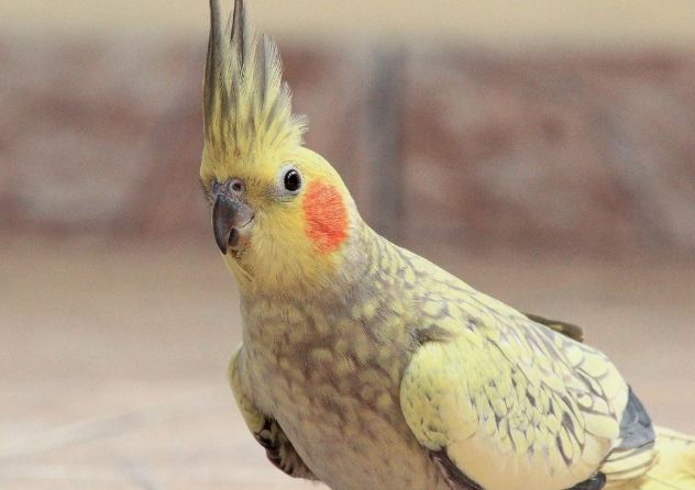 雞尾鸚鵡飼養技巧 雞尾鸚鵡飼養技巧