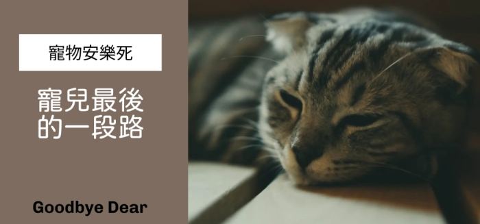 貓咪安樂死評估