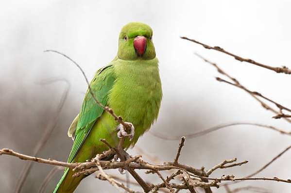 月輪鸚鵡飼養困難 月輪鸚鵡飼養困難