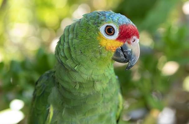 亞馬遜鸚鵡噪音 亞馬遜鸚鵡噪音