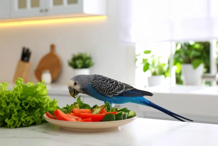 鸚鵡能吃的食物 鸚鵡能吃的食物