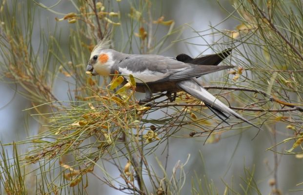 教雞尾鸚鵡說話 教雞尾鸚鵡說話