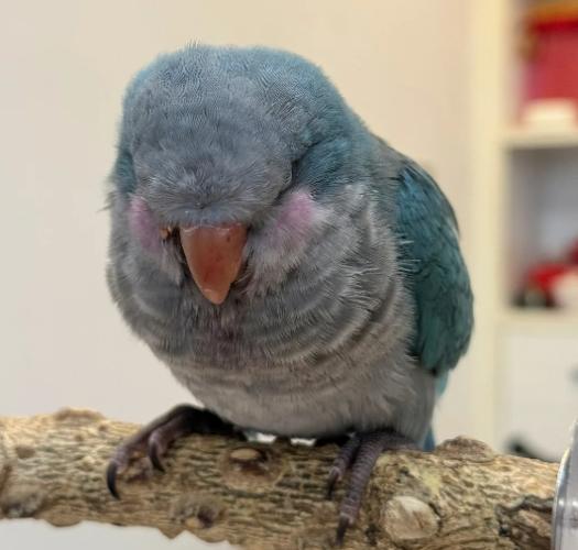 藍色和尚鸚鵡飼養 藍色和尚鸚鵡飼養