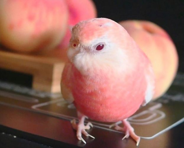 鸚鵡會說話 鸚鵡會說話