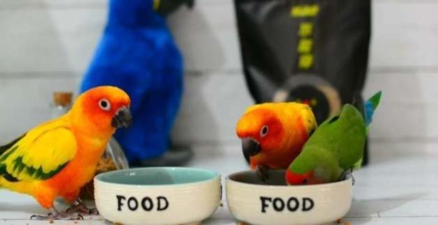 鸚鵡一天吃幾餐