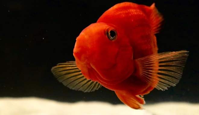 血鸚鵡選購指南 血鸚鵡選購指南