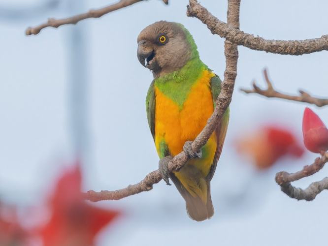 塞內加爾鸚鵡食物 塞內加爾鸚鵡食物