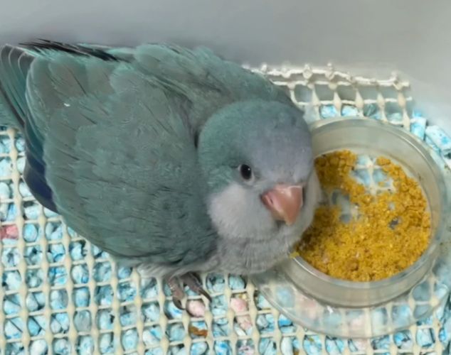 藍色和尚鸚鵡飼養 藍色和尚鸚鵡飼養