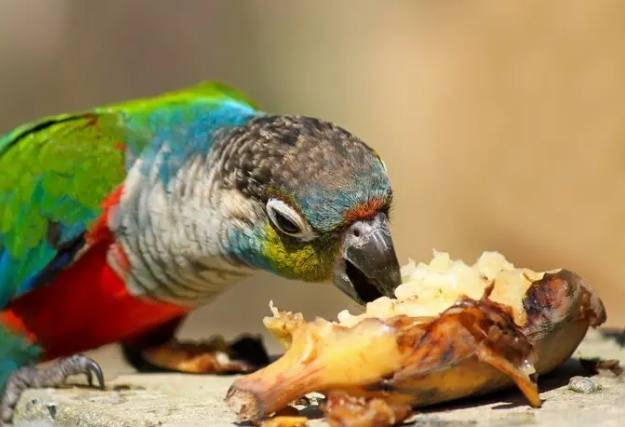 鸚鵡飲食 鸚鵡飲食