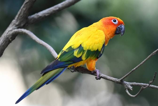 鸚鵡訓練方法 鸚鵡訓練方法