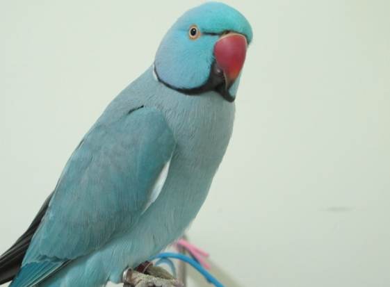藍月輪鸚鵡飼養成本 藍月輪鸚鵡飼養成本