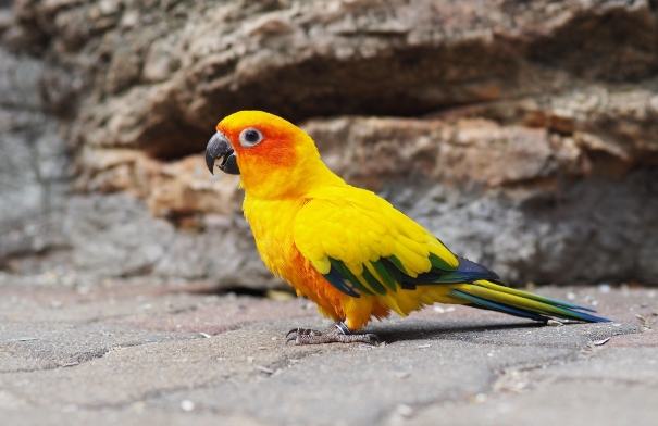 金太陽鸚鵡聰明程度 金太陽鸚鵡聰明程度