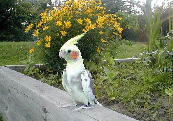 雞尾鸚鵡聰明程度