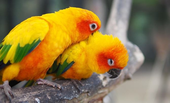 金太陽鸚鵡訓練方法 金太陽鸚鵡訓練方法