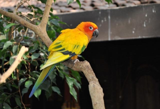 金太陽鸚鵡飼養 金太陽鸚鵡飼養