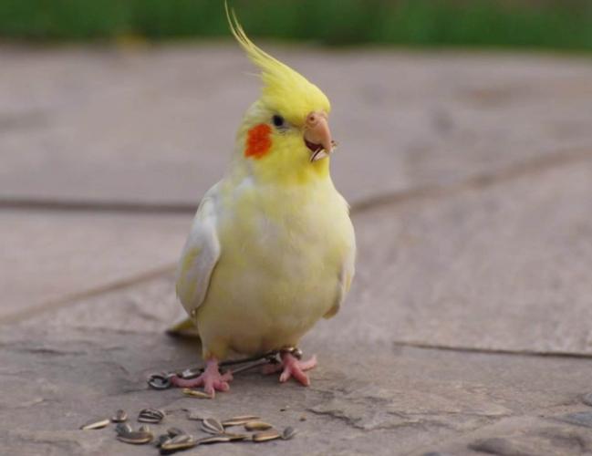 玄鳳很吵嗎 玄鳳很吵嗎